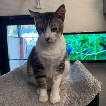 Buddy -  Domestic Short Hair Cat for Adoption in Sarasota, Florida - Buddy | PetCurious