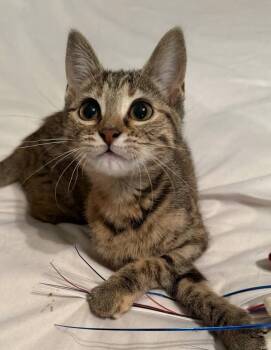 Beignet (female) -  Tabby and Domestic Short Hair Cat for Adoption in Little Rock, Arkansas - Beignet (female) | PetCurious