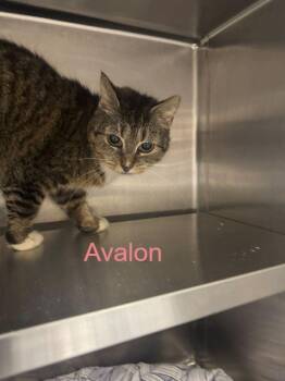 Domestic Short Hair Cats Available for Adoption in Hilton Head Island, South Carolina - Avalon | PetCurious