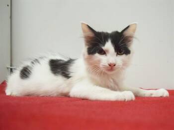 CANNOLI -  Domestic Short Hair Cat for Adoption in Sacramento, California - CANNOLI | PetCurious