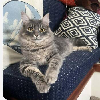 Domestic Medium Hair and Tabby Cats Available for Adoption - Crash | PetCurious