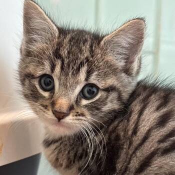 Giula -  Domestic Short Hair Cat for Adoption in Tustin, California - Giula | PetCurious