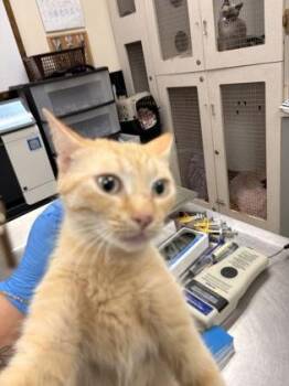 Domestic Short Hair Cats Available for Adoption in Palm Coast, Florida - Darla | PetCurious