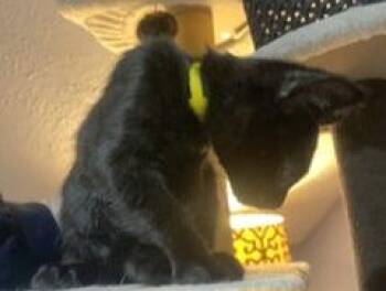 Ruby -  Domestic Short Hair Cat for Adoption in Springfield, Oregon - Ruby | PetCurious