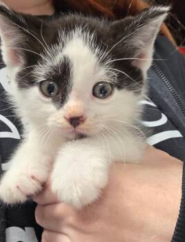 Tom -  Domestic Short Hair Cat for Adoption in Trenton, New Jersey - Tom | PetCurious