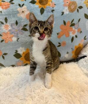 Domestic Short Hair Cats Available for Adoption - Monster | PetCurious