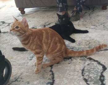 Domestic Short Hair Cats Available for Adoption - Otto & Cappy | PetCurious