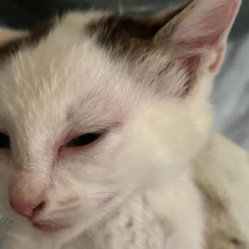 Stetson -  Domestic Short Hair Cat for Adoption in Gordonsville, Tennessee - Stetson | PetCurious