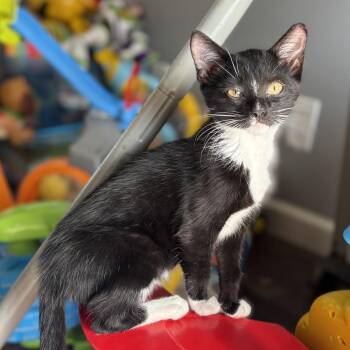 Domestic Short Hair Cats Available for Adoption in Panama City, Florida - Curi | PetCurious