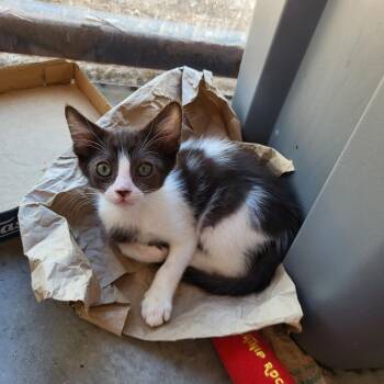 Mason -  Domestic Short Hair Cat for Adoption in Salt Lake City, Utah - Mason | PetCurious