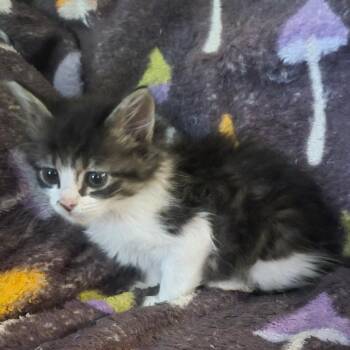 June -  Domestic Medium Hair Cat for Adoption in Blue Ridge, Georgia - June | PetCurious