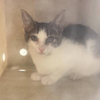 Leopard -  Domestic Short Hair Cat for Adoption in Philadelphia, Pennsylvania - Leopard | PetCurious