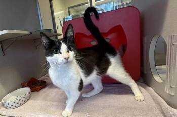 GERTIE -  Domestic Short Hair Cat for Adoption in Auburn, California - GERTIE | PetCurious