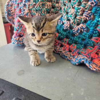 Zazu -  Domestic Short Hair Cat Available for Adoption in Clarksdale, Mississippi - Zazu | PetCurious