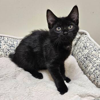 Tinkerbell -  Domestic Short Hair Cat for Adoption in Fremont, Ohio - Tinkerbell | PetCurious