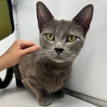 Rescue Domestic Short Hair Cats for Adoption in Oneonta, New York - Oona | PetCurious