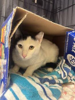 Davinci -  Domestic Short Hair Cat for Adoption in Vero Beach, Florida - Davinci | PetCurious