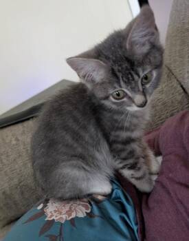 Max -  Domestic Short Hair Cat for Adoption in Gorham, Maine - Max | PetCurious