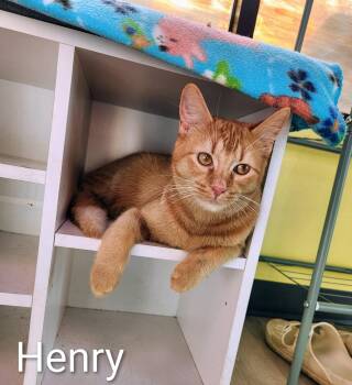 Rescue Domestic Short Hair Cats for Adoption in Aurora, Illinois - Henry | PetCurious