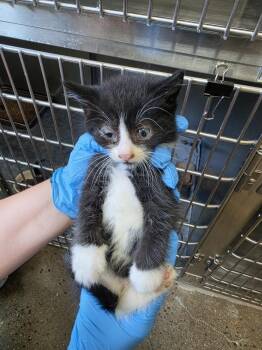 Mushroom -  Domestic Short Hair Cat for Adoption in Burnsville, North Carolina - Mushroom | PetCurious
