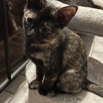 Ivy Jane -  Domestic Short Hair Cat for Adoption in Tuttle, Oklahoma - Ivy Jane | PetCurious