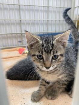 Lemonade -  American Shorthair Cat for Adoption in Van Wert, Ohio - Lemonade | PetCurious