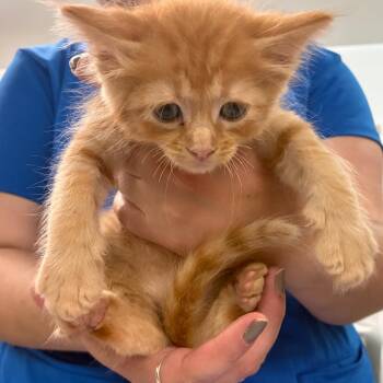 Binky the clown -  Domestic Short Hair Cat for Adoption in Manhattan, Kansas - Binky The Clown | PetCurious