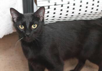 Rescue Domestic Short Hair Cats for Adoption in Wyandotte, Michigan - SACHA | PetCurious