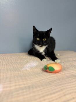 Millie Rock -  Domestic Short Hair Cat for Adoption in Lovingston, Virginia - Millie Rock | PetCurious