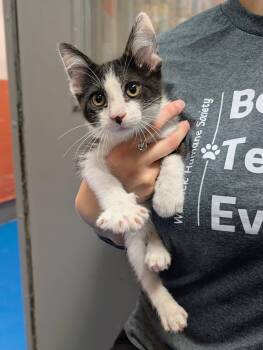 Chunk -  Domestic Short Hair Cat for Adoption in Newburgh, Indiana - Chunk | PetCurious