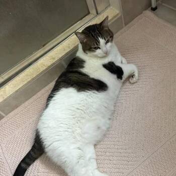 Daisy Mae -  Domestic Short Hair Cat for Adoption in Donalsonville, Georgia - Daisy Mae | PetCurious
