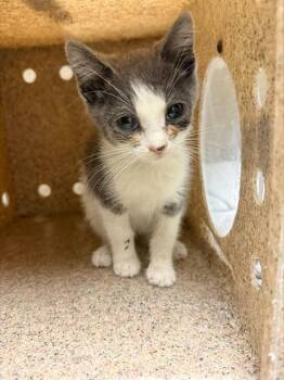 JANE -  Domestic Short Hair Cat for Adoption in Riverside, California - JANE | PetCurious