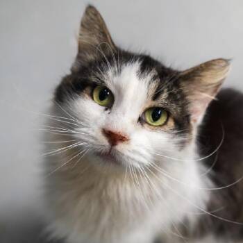 Sahra -  Domestic Short Hair Cat for Adoption in Evans City, Pennsylvania - Sahra | PetCurious