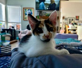 Domestic Short Hair Cats Available for Adoption - May | PetCurious