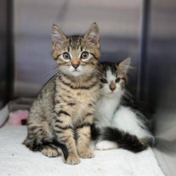 Domestic Short Hair Cats Available for Adoption in Goleta, California - Tamatoa | PetCurious