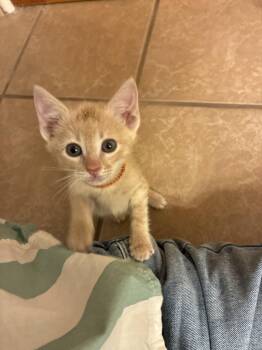 Tabby Cats Available for Adoption in Albuquerque, New Mexico - Yzma | PetCurious