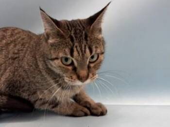 Suzy -  Domestic Short Hair Cat for Adoption in Golden Valley, Minnesota - Suzy | PetCurious