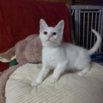 MARIE -  Domestic Short Hair Cat for Adoption in Graham, Washington - MARIE | PetCurious
