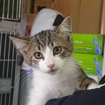 Rescue Domestic Short Hair Cats for Adoption in Troy, Illinois - Bayley | PetCurious