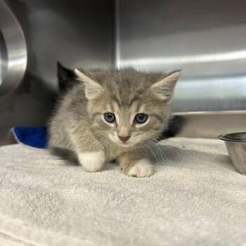 Hunter -  Domestic Short Hair Cat for Adoption in Indianapolis, Indiana - Hunter | PetCurious