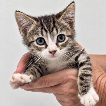 Blue Ridge -  Domestic Short Hair Cat for Adoption in Austin, Texas - Blue Ridge | PetCurious