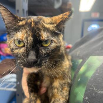 Domestic Short Hair Cats Available for Adoption - Calli | PetCurious