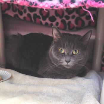Velvet -  Domestic Short Hair Cat for Adoption in Fort Wayne, Indiana - Velvet | PetCurious