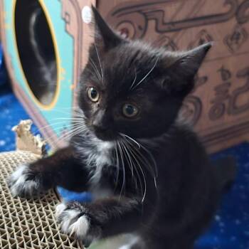 Keiko -  Domestic Long Hair Cat for Adoption in Talent, Oregon - Keiko | PetCurious