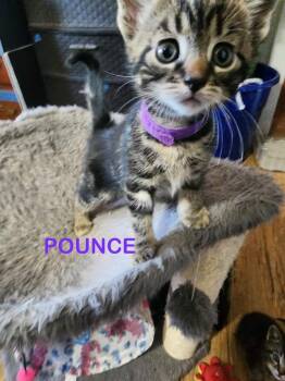 Domestic Short Hair Cats Available for Adoption in Glenfield, New York - Pounce | PetCurious