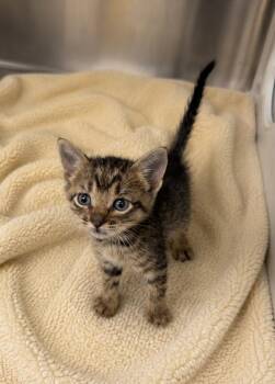 Milo -  Domestic Short Hair Cat for Adoption in Lafayette, Louisiana - Milo | PetCurious