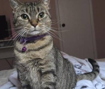 Rescue Tabby and Domestic Short Hair Cats for Adoption in Liverpool, Texas - Tiki | PetCurious