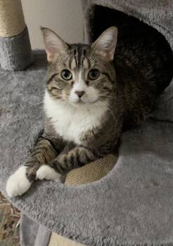Mimi -  Domestic Short Hair Cat for Adoption in Blaine, Minnesota - Mimi | PetCurious