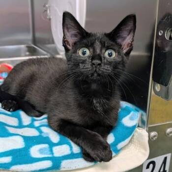 Kraken -  Domestic Short Hair Cat for Adoption in Richmond, Virginia - Kraken | PetCurious