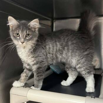 Domestic Medium Hair Cats Available for Adoption in Candler, North Carolina - ZiZi | PetCurious
